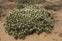 Astragalus tragacantha 1699 (*)