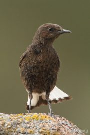 Oenanthe leucura 0167 (**)