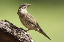 Jynx torquilla 3704 (***)