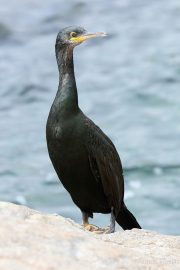 Gulosus aristotelis 2127 (***)