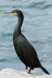 Gulosus aristotelis 2189 (***)