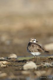 Charadrius alexandrinus 1700 (**)