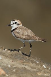 Charadrius alexandrinus 3186 (**)