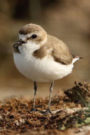 Charadrius alexandrinus 3198 (**)