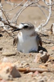 Charadrius alexandrinus 3839 (**)