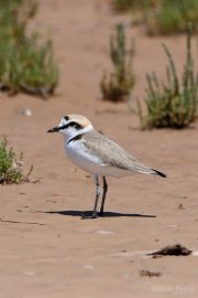 Charadrius alexandrinus 6011 (**)