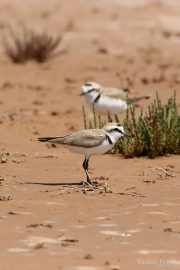 Charadrius alexandrinus 6023 (**)