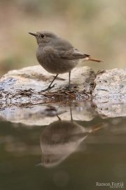 Phoenicurus ochruros 4570 (**)