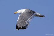 Larus michahellis 4096 (**)