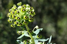 Euphorbia characias 1653 (*)