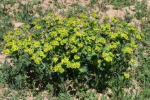 Euphorbia serrata 9511 (*)