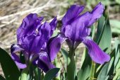 Iris lutescens 4994 (*)