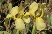 Iris lutescens 4995 (*)