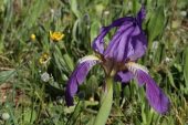 Iris lutescens 4999 (*)