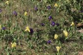 Iris lutescens 5001 (*)