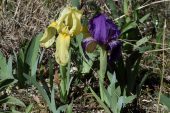 Iris lutescens 5004 (*)