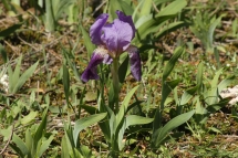 Iris lutescens 1750 (*)