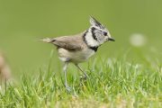 Lophophanes cristatus 3100 (***)