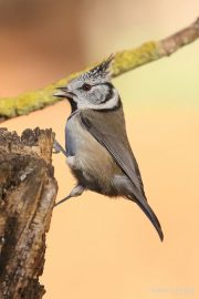 Lophophanes cristatus 3288 (***)