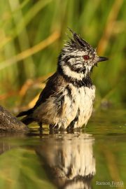 Lophophanes cristatus 9442 (***)
