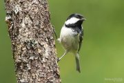 Periparus ater 3207 (***)