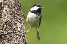 Periparus ater 3207 (***)