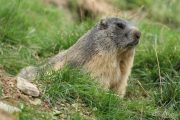 Marmota marmota 4830