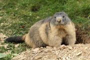 Marmota marmota 4832