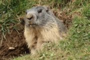 Marmota marmota 4854