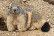 Marmota marmota 4858