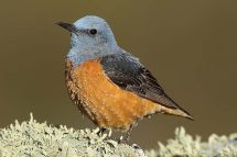 Monticola saxatilis 3446 (****)