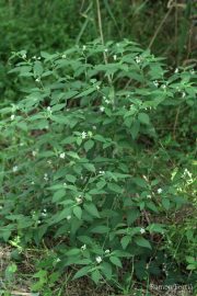 Solanum chenopodioides 0870 (*)