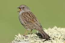 Prunella modularis 3557 (**)