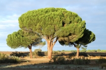 Pinus pinea 2291 (*)