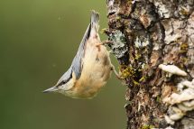 Sitta europaea 2627 (***)