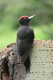 Dryocopus martius 1596 (****)