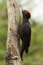 Dryocopus martius 1840 (****)