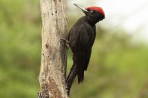Dryocopus martius 1825 (****)