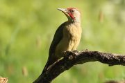 Picus viridis 5288 (***)