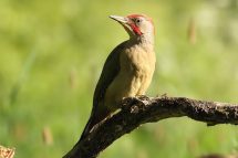 Picus viridis 5288 (***)