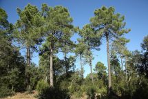 Pinus pinaster 0582 (*)