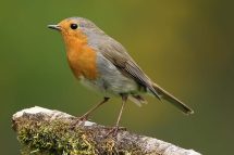 Erithacus rubecula 3314 (**)
