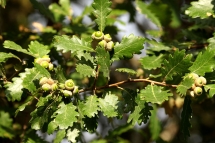 Quercus pubescens 4796 (*)
