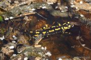7798 Salamandra salamandra (**)