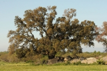 Quercus suber 0393 (*)
