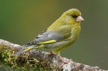 Chloris chloris 3425 (**)