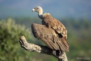 Gyps fulvus 9562 (**)