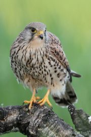 Falco tinnunculus 4885 (***)