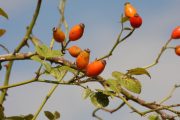 Rosa agrestis 4829 (*)
