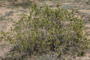 Thymelaea hirsuta 1702 (*)